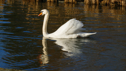 weißer Schwan, schwimmt auf  einem See, und wärmt sich in der sonne