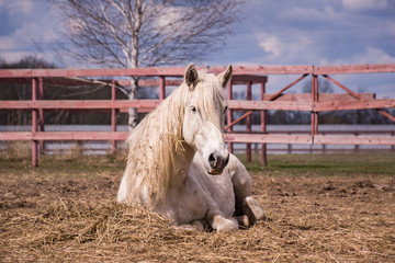 Horse lying down © smile262
