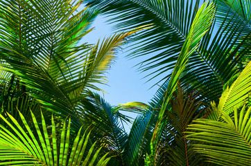 sfondo tailandia luce palma vacanza