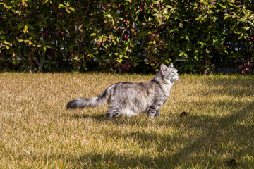 Long haired cat of siberian breed in relax outdoor