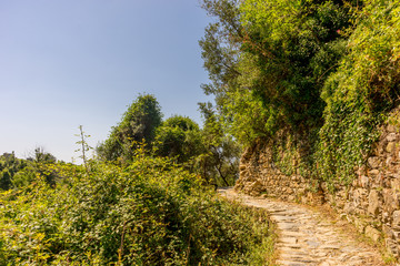 Italy, Cinque Terre, Corniglia, TRAIL AMIDST TREES AGAINST SKY