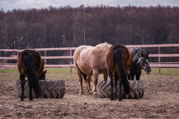 Horses in the paddock