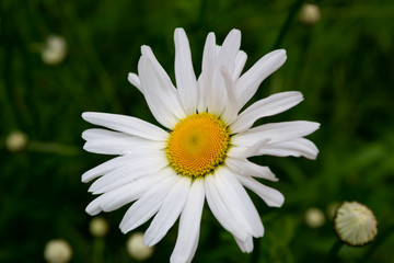 Obraz premium white daisy