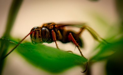 wasp on flower