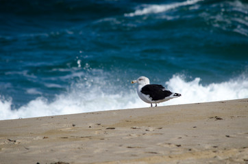 Great Black Backed Gull