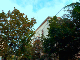 Green trees on the background of an old building on a street in the city