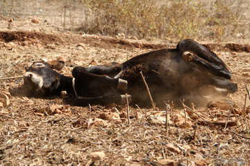 The donkey valyatsya in dust escaping from annoying flies and heat