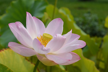 Sacred lotus