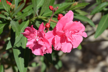 Common oleander