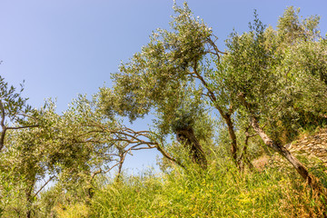 Italy, Cinque Terre, Corniglia, LOW ANGLE VIEW OF TREES AGAINST CLEAR SKY
