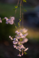 cherry blossoms on a branch