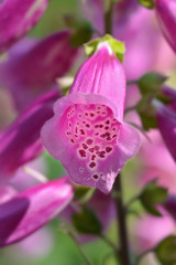 Foxglove Excelsior Hybrids