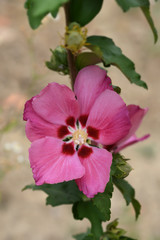 Rose Of Sharon Woodbridge