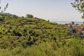 Italy, Cinque Terre, Corniglia, a herd of cattle standing on top of a lush green field