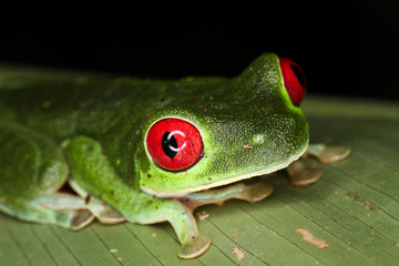 Costa Rica Reptiles