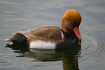 La gota del pato © Nuria