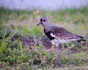 Vanellus bird walking in the field.