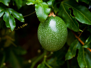 Yellow maracuya harvested - Passionfruit on the vine branch - Passiflora edulis is a vine species...