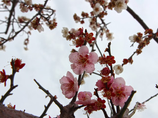 Apricot Blooming in Spring, Haeundae, Busan, South Korea, Asia