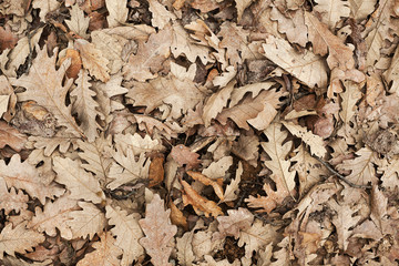 Old Brown Leafs