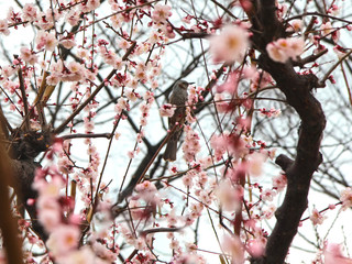 Apricot Blooming with Bird in Spring, Haeundae, Busan, South Korea, Asia