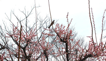 Apricot Blooming with Bird in Spring, Haeundae, Busan, South Korea, Asia