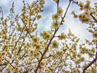Obraz premium Plum Blooming in Spring, Haeundae, Busan, South Korea, Asia