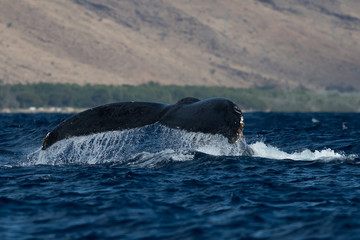 Humpback whale tail fluke.