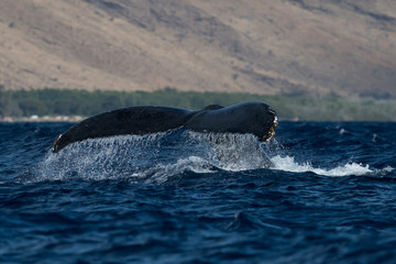 Humpback whale tail fluke.
