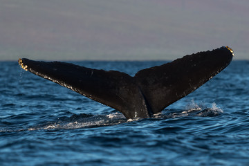 Fototapeta premium Humpback whale tail fluke.
