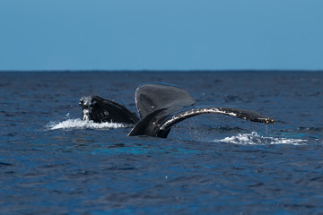 Fototapeta premium Humpback whales spyhopping and tail fluke together.