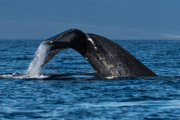 Humpback whale tail fluke.