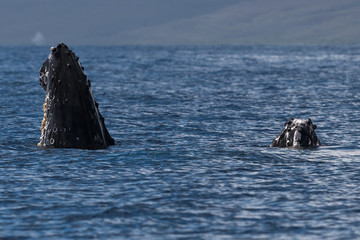 Humpback whale spyhopping.