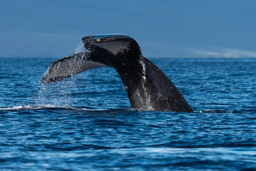 Humpback whale tail fluke.