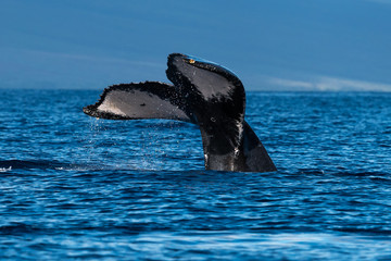 Humpback whale tail fluke.