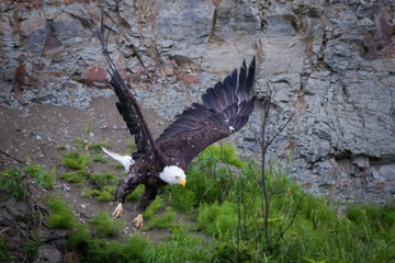 Bald eagle