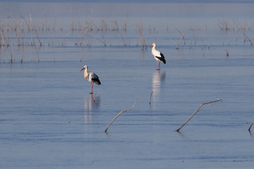Storks on frozen river