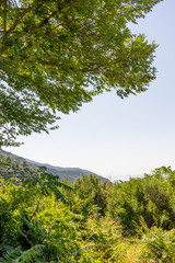 Italy, Cinque Terre, Corniglia, a large tree in a forest