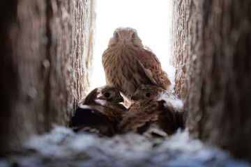 Common kestrel (Falco tinnunculus) fledglings in the nest