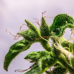 Canna Macro DSC00506