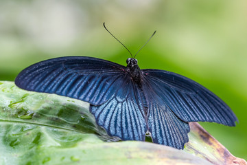 Tropical butterfly sitting on a leaf and resting