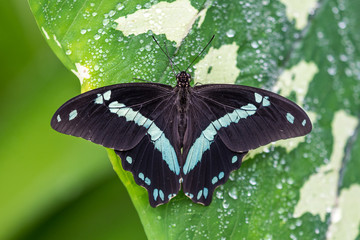 Blue morpho butterfly or the emperor, morpho peleides resting on a flower