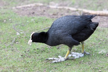 Eurasian coot (Fulica atra) on a meadow