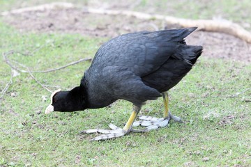 Eurasian coot (Fulica atra) on a meadow