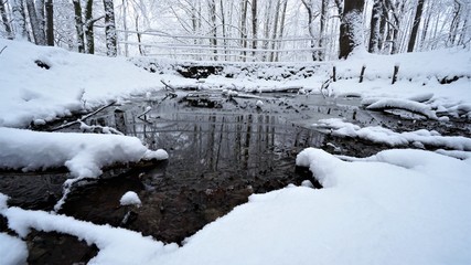 Winter im Wald