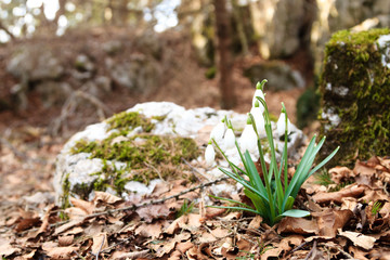 Snowdrop flower in woodland close up, nature background