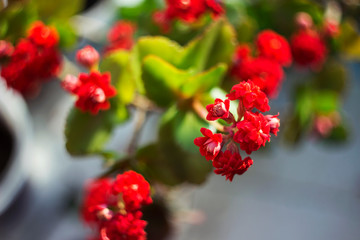 Red Kalanchoe - beautiful flowering houseplant for decoration or gift, suculent background
