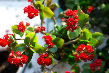 Obraz premium Red Kalanchoe - beautiful flowering houseplant for decoration or gift, background