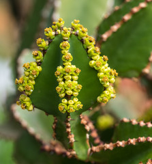 Close view of Transvaal candelabra tree, or bushveld candelabra euphorbia