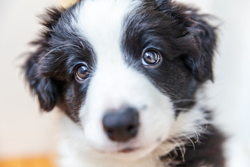 Funny studio portrait of cute smilling puppy dog border collie on white background. New lovely member of family little dog at home gazing and waiting. Pet care and animals concept